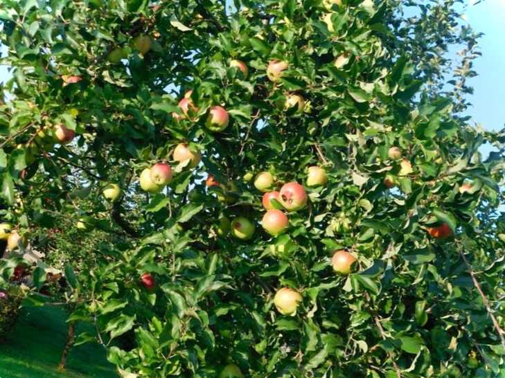 Як правильно сформувати молоду яблуню основні правила та найкращі поради від знавців