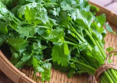 Кинза - вирощування з насіння та догляд на городі та в домашніх умовах