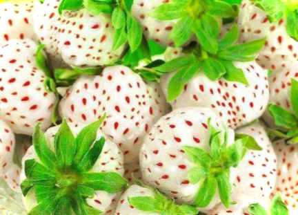 Садова суниця Пайнберрі - докладний опис. Особливості сорту