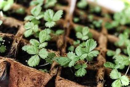 Вирощування розсади полуниці з насіння в домашніх умовах