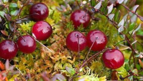 Коли дозріває журавлина всі тонкощі про вирощування та догляд за журавлиною