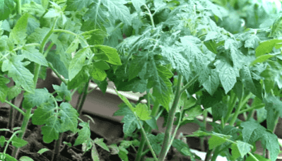 Коли і як правильно пересадити розсаду помідор у теплицю та відкритий ґрунт