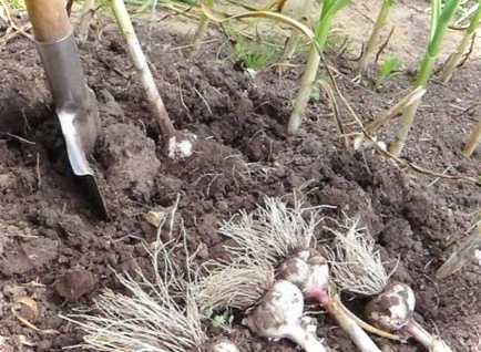 Коли прибирають часник на Уралі збирання літнього та зимового врожаю