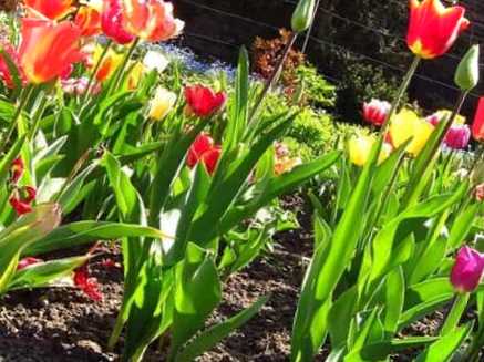 Коли викопувати тюльпани після цвітіння?