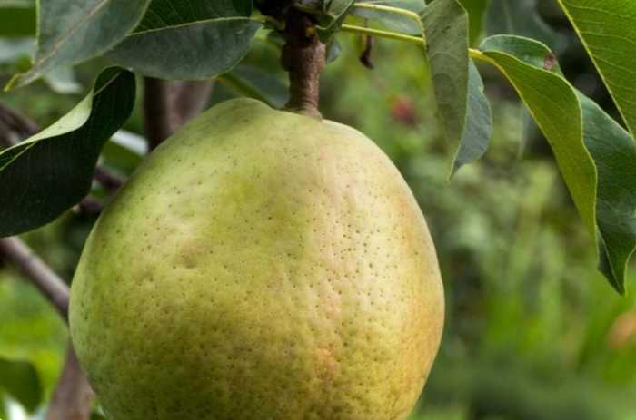 Підбірка найсмачніших сортів колоноподібних груш для Підмосков'я