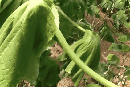 Коренева гниль у огірків у теплиці - що робити і чим лікувати народними засобами