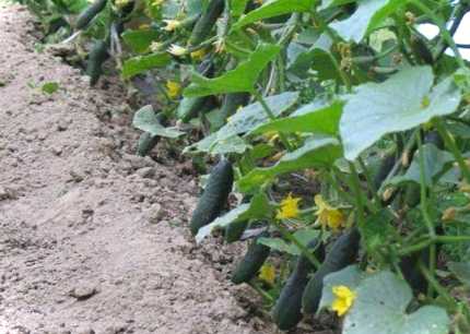 Огірки в саду повинні бути витрачені, як сліпі, коли чистити