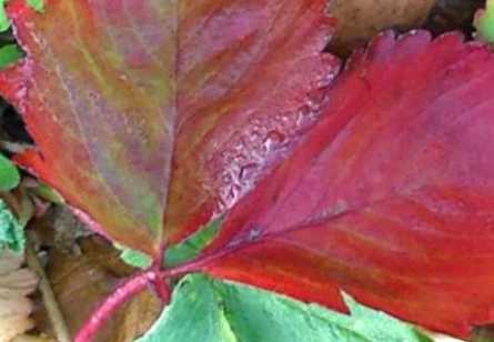 Чим можуть бути викликані червоні плями на листках полуниці? Розбираємось у причинах