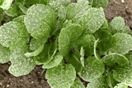 Хрестоцвіта блішка - як боротися народними способами та хімічними препаратами