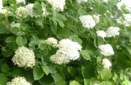 Як посадити гортензію у відкритий ґрунт для пишного цвітіння в саду