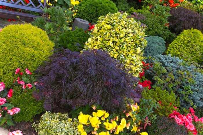 Композиції з декоративних чагарників та їх поєднання з квітами на ділянці