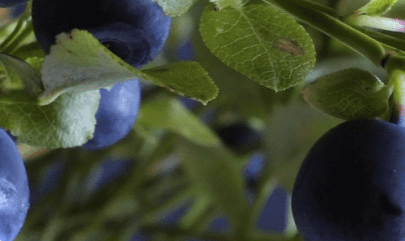 Як заготувати чорницю на зиму? Варення з чорниці - рецепти без варіння