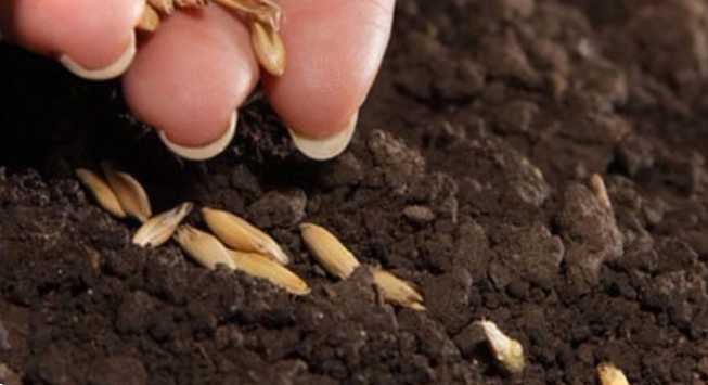 Що садити у квітні у відкритий ґрунт які овочі та квіти можна сіяти