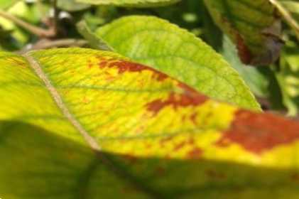 Засихає листя на яблуні, але є яблука чому в'яне зелень, як лікувати