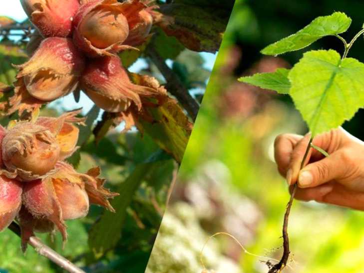 Як і коли пересадити факти з кінну горіхом про трансплантацію горіха