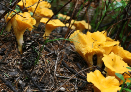 Гриби лисички на зиму