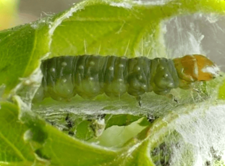 Листовертка - що це таке і як з нею боротися