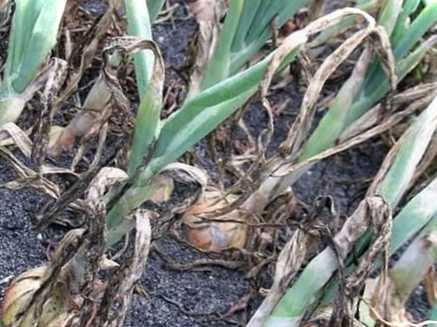 Пероноспороз цибулі - заходи боротьби та лікування народними засобами