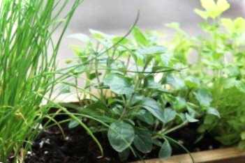 Зелень на підвіконні які види рослин можна посадити вдома