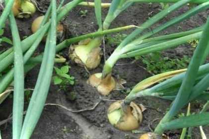 Чому цибуля гниє зсередини при зберіганні? Як зберегти врожай?