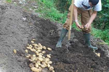 Найраніша картопля список кращих сортів скоростиглої картоплі