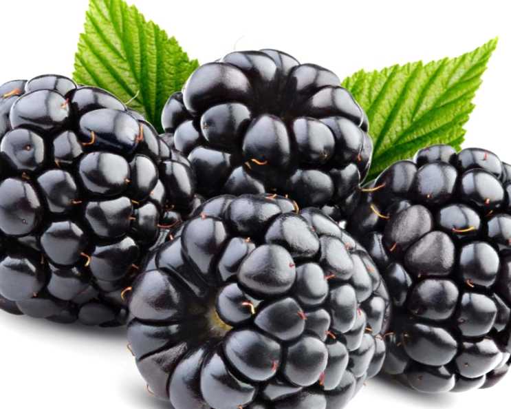 Улюблене місце ожини де садити ожину на дачній ділянці?