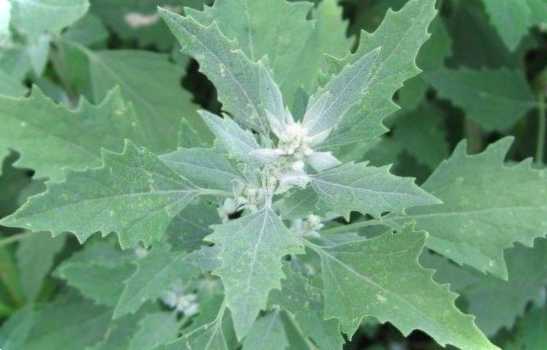 Трава лобода фото, опис, корисні властивості, на яких ґрунтах росте