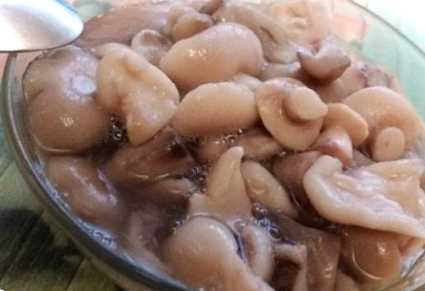 Мариновані маслюки на зиму - найсмачніший рецепт