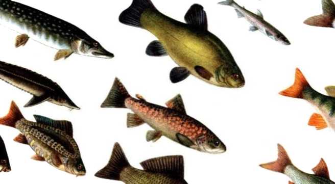 Як підібрати річковий санітар рибу? Особливості утримання риби у ставку