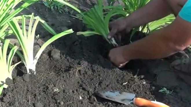 Розмноження лілійників поділом куща навесні Як зробити в домашніх умовах