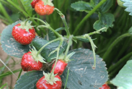 Чому росте дрібна і кострубата полуниця - що робити