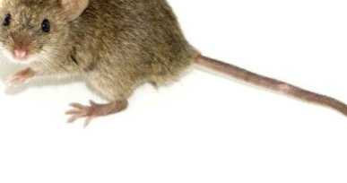 Як позбутися гризунів на дачі потужний засіб від мишей та щурів