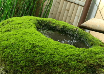 Мох на ділянці - як позбутися та вивести мох на садовій ділянці