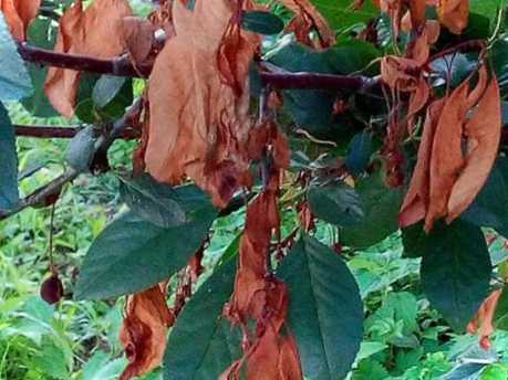 Боротьба з коккомікозом і моніліозом що це таке і як позбутися?