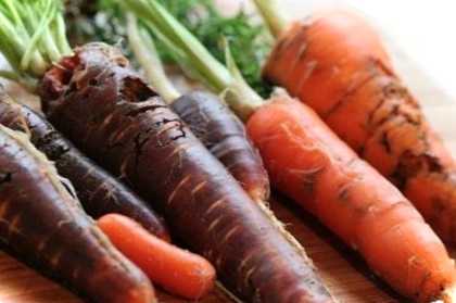 Морквяна муха – як з нею боротися. Профілактика, препарати та народні засоби