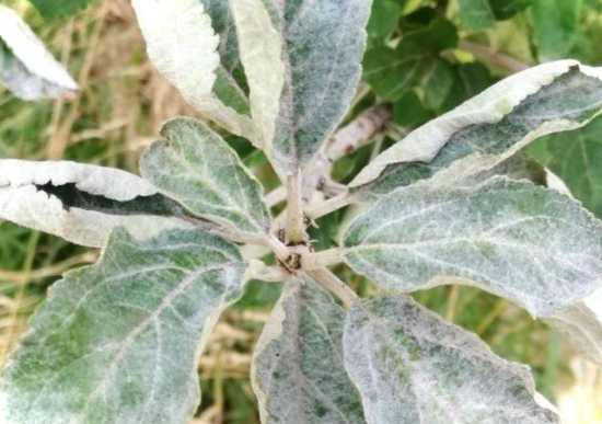 Чому у яблуні та груші скручується і сохне листя і що з цим робити?