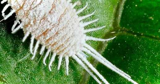 Борошнистий хробак як виглядає, звідки з'являється, як вивести