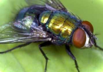 Як позбутися мух у будинку та на дачі? Мухояр інструкція із застосування