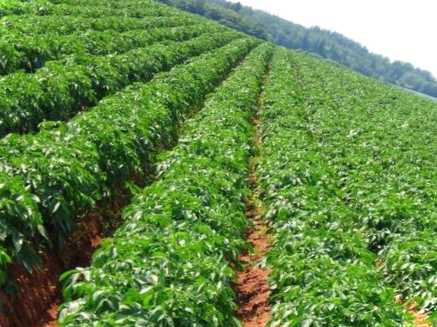 Кращі сорти картоплі рожева картопля з жовтою м'якоттю всередині