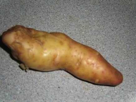 Високоврожайні сорти картоплі для середньої смуги та інших областей