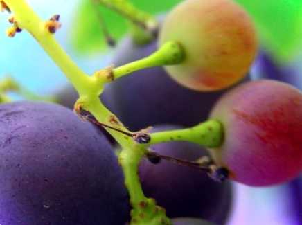 Червоні столові сорти винограду цікаві факти та рейтинг найкращих сортів