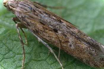 Засіб від картопляної молі Лепідоцид як розводити - пропорції