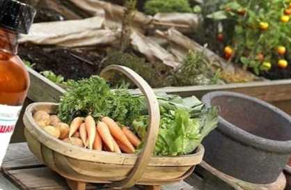 Нашатирний спирт - як застосовувати для підживлення рослин та боротьби зі шкідниками