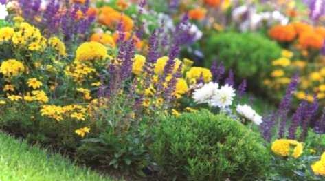 Які садові квіти люблять кислий ґрунт і чому варто їх посадити?