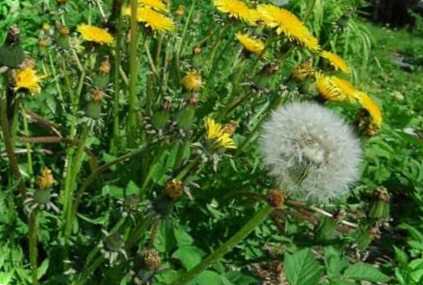 Як знищити кульбаби на городі та ділянці (дачі) раз і назавжди