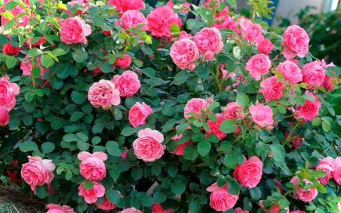 Ароматна квітка для гарного саду який вибрати і де посадити