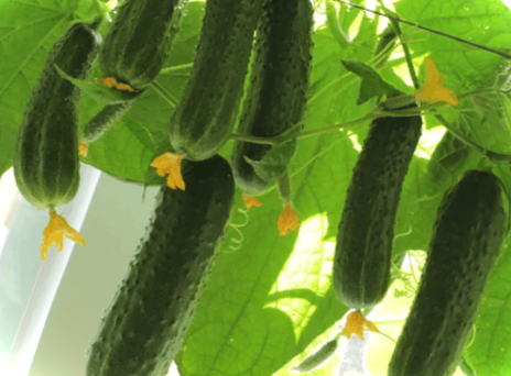 Огірки на підвіконні - вирощування та догляд у домашніх умовах взимку