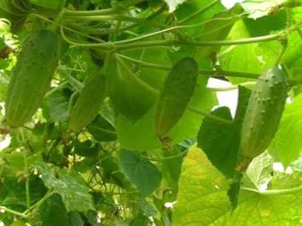 Пасинкування огірків у теплиці та у відкритому ґрунті - покрокова інструкція для початківців