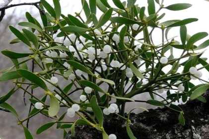 Омела біла, що це таке, фото рослини, де росте, як розмножується