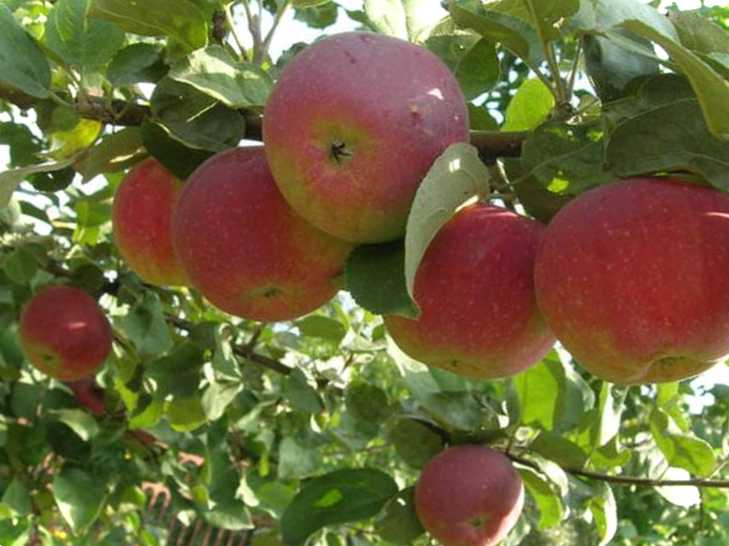 Як часто поливати яблуні влітку основні правила поливу та корисні поради